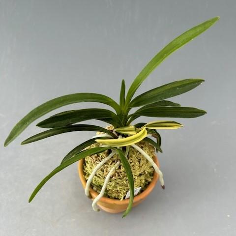 富貴蘭】 吟風白縞(ぎんぷうしろしま)/ 花 古典植物 フウラン 富貴蘭】 吟風白縞(ぎんぷうしろしま)/ 花 古典植物 フウラン