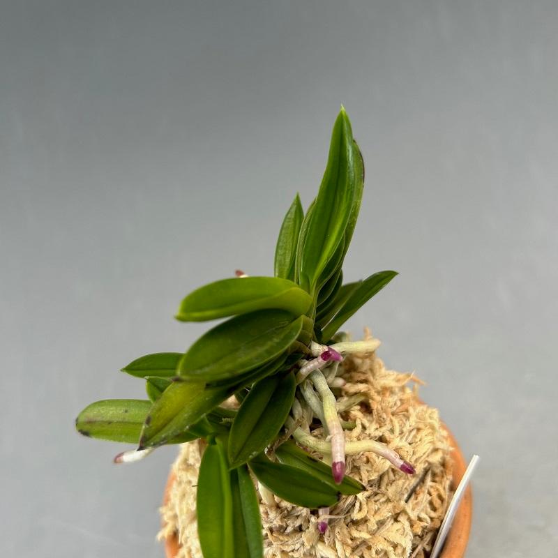富貴蘭】 白玉金剛1(しろたまこんごう)/ 花 古典植物 フウラン 富貴蘭】 白玉金剛1(しろたまこんごう)/ 花 古典植物 フウラン