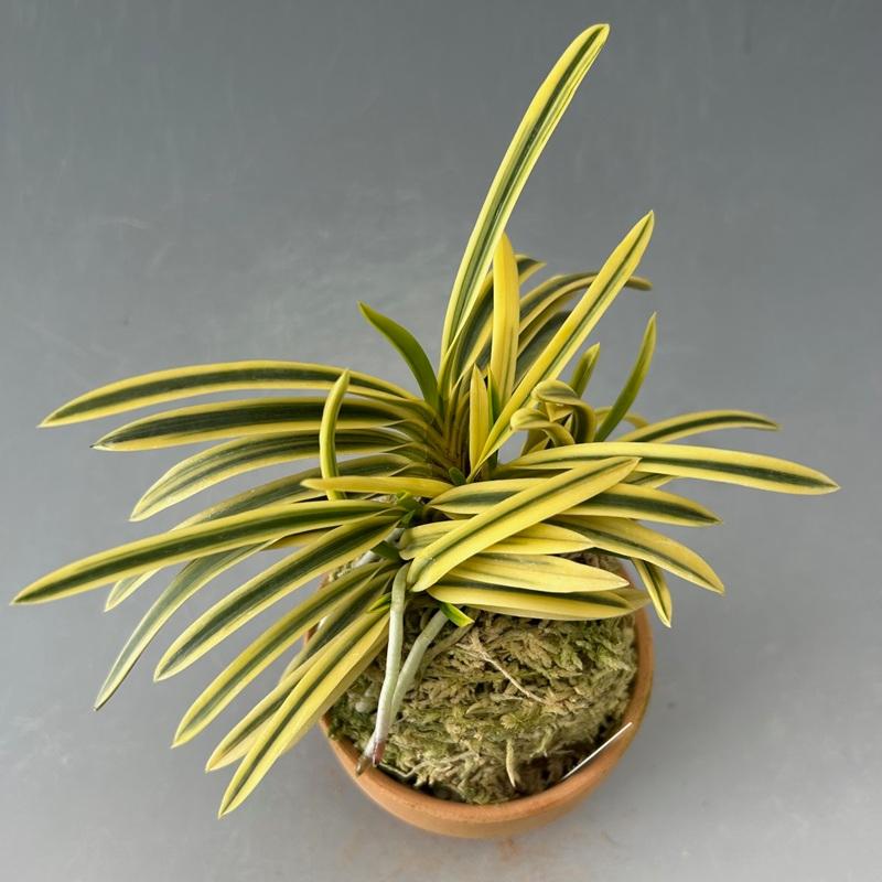 富貴蘭 満月他3品 そら豆様専用 【公式通販】