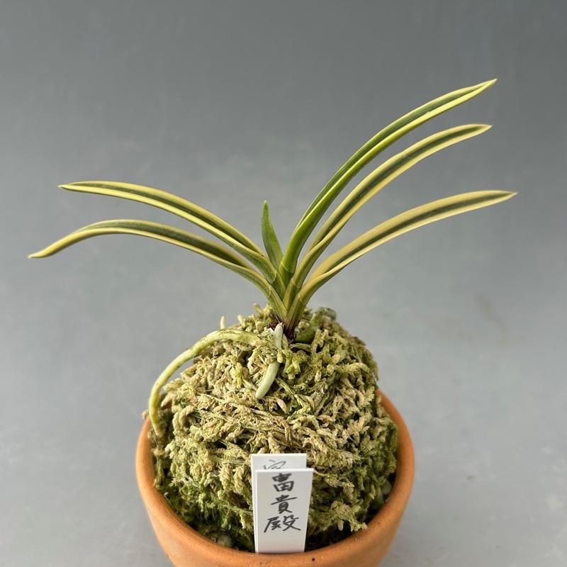 富貴蘭】 富貴殿（ふうきでん）/ 花 古典植物 フウラン : ヨネヤマ