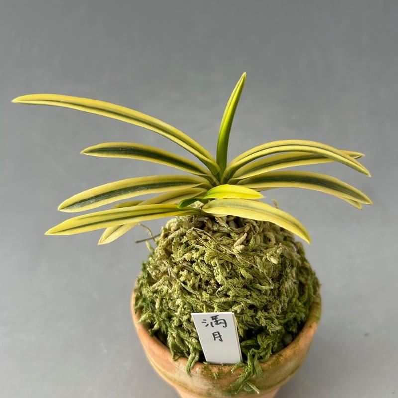 富貴蘭　風蘭　満月 富貴蘭】 満月（まんげつ）/ 花 古典植物 フウラン : ヨネヤマ - 通販