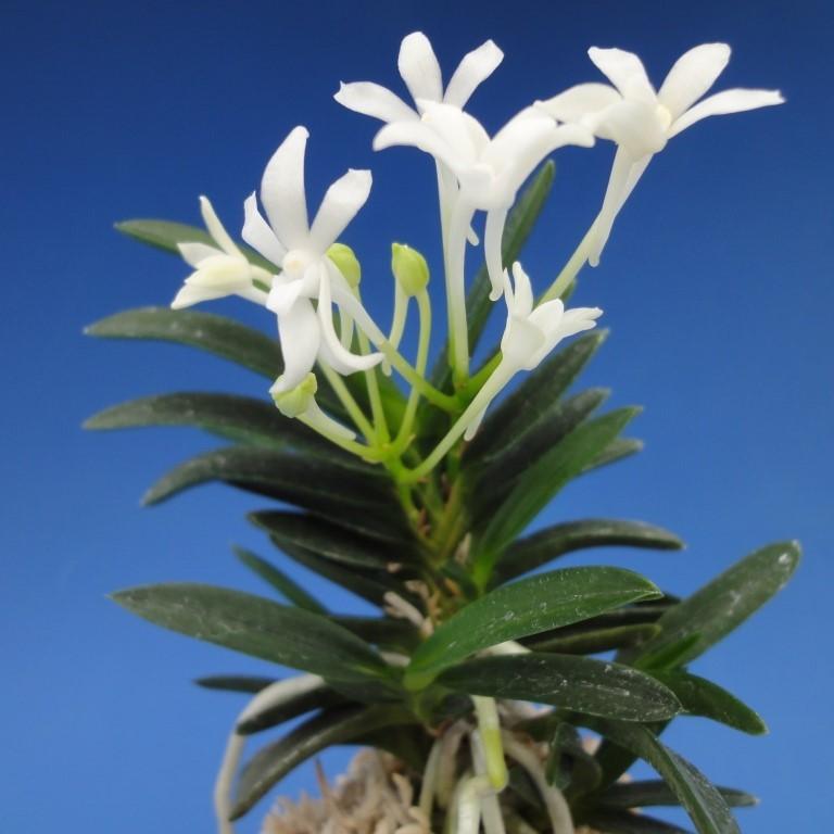 富貴蘭】 兜丸（かぶとまる）1条/ 花 古典植物 フウラン : ヨネヤマ