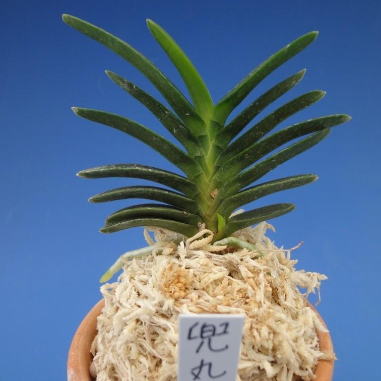 富貴蘭】 兜丸（かぶとまる）1条/ 花 古典植物 フウラン : ヨネヤマ