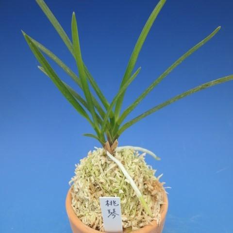 富貴蘭】 桃琴（とうきん）2条/ 花 蘭 古典植物 フウラン : ヨネヤマ