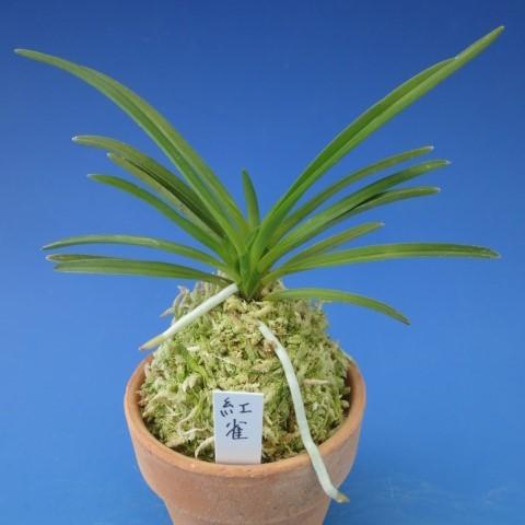 富貴蘭】 紅雀（べにすずめ）2-3条/ 花 蘭 古典植物 フウラン