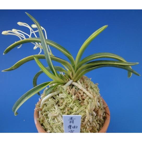 富貴蘭】 青軸富嶽 上柄（あおじくふがく）2条/ 花 蘭 古典植物