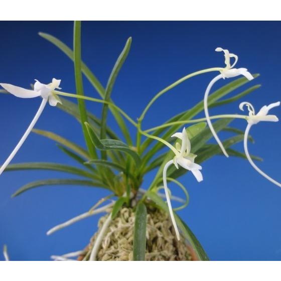 富貴蘭】 胡蝶の舞（こちょうのまい）1条/ 花 蘭 古典植物 フウラン