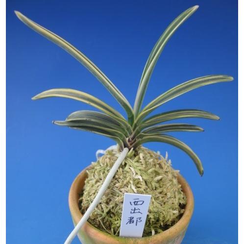 富貴蘭　赤煉瓦(現品限り) 富貴蘭】 西出都（にしでみやこ）1条/ 花 蘭 古典植物 フウラン