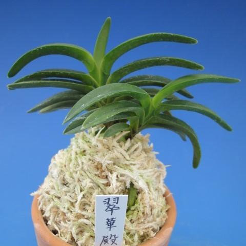富貴蘭　フウラン　富貴殿 富貴蘭 「富貴殿」 (Vanda falcata 'Fuukiden') - ベランダ蘭