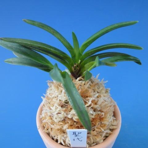 富貴蘭】 聖代（せいだい）3条/ 花 蘭 古典植物 フウラン : ヨネヤマ