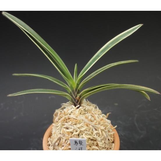 富貴蘭　風蘭　駿河覆輪 富貴蘭】 駿河覆輪（するがふくりん）1条/ 花 蘭 古典植物 フウラン