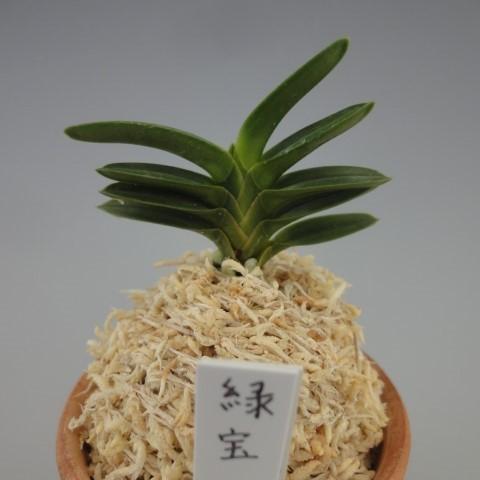 富貴蘭】 緑宝（りょくほう）1条/ 花 蘭 古典植物 フウラン : ヨネヤマ