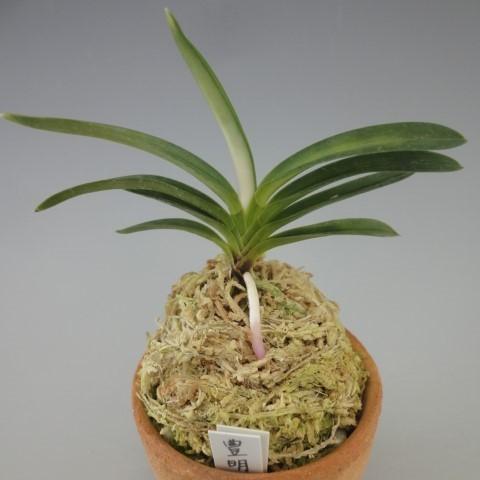 富貴蘭】 豊明殿（ほうめいでん）1条/ 花 蘭 古典植物 フウラン