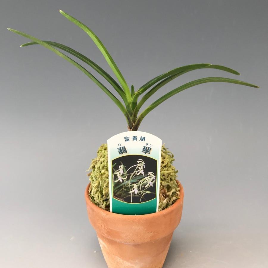 本翡翠　富貴花鳥　新品 0012 白翡翠(宝石名ホワイト・ジェダイト(翡翠))ビルマ産 1.243ct ソ
