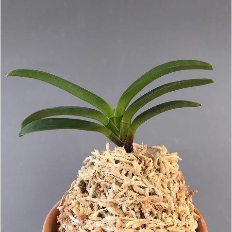 富貴蘭】 轡虫（くつわむし）1条/ 花 蘭 古典植物 フウラン