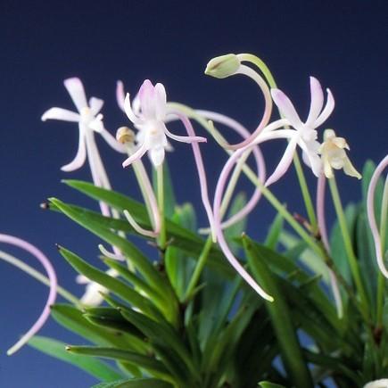 富貴蘭】 阿波針紅（あわはりべに）4−5条/ 花 蘭 古典植物