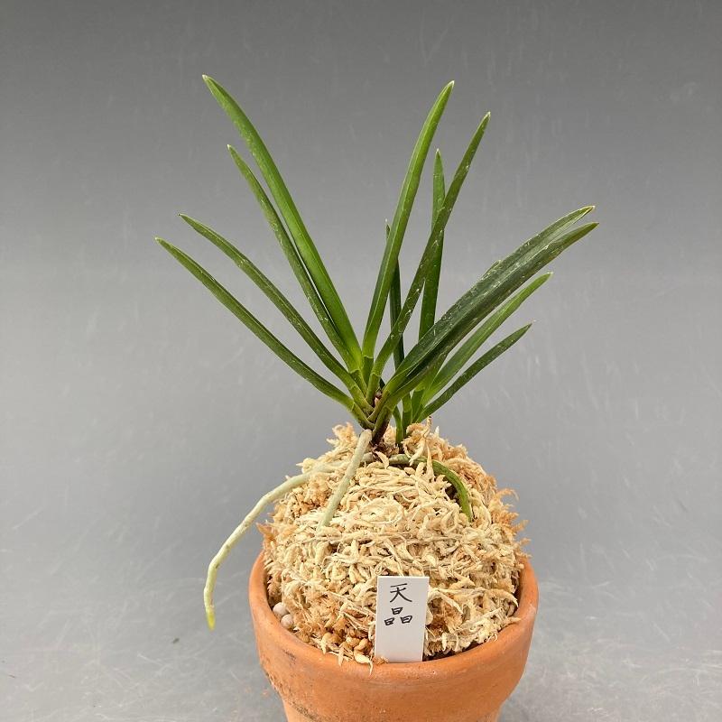 富貴蘭】 天晶（てんしょう）2条/ 花 蘭 古典植物 フウラン