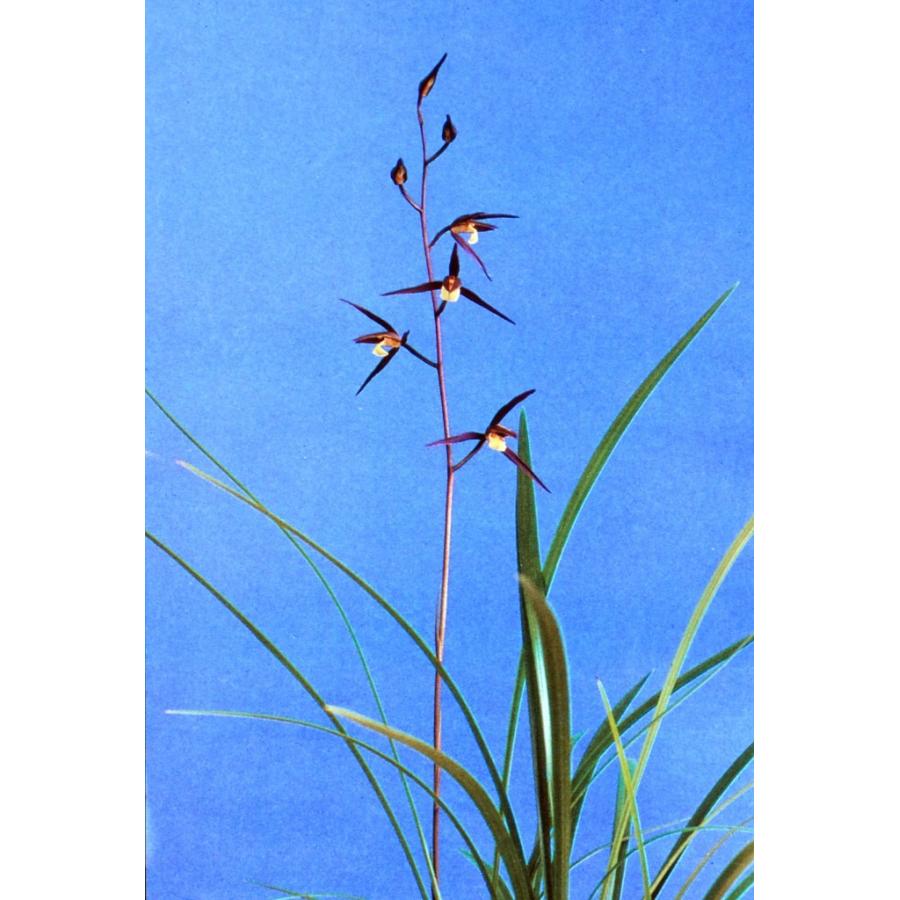 日本寒蘭】清紅（せいこう）/ 花 蘭 東洋蘭 寒蘭 : ヨネヤマ - 通販