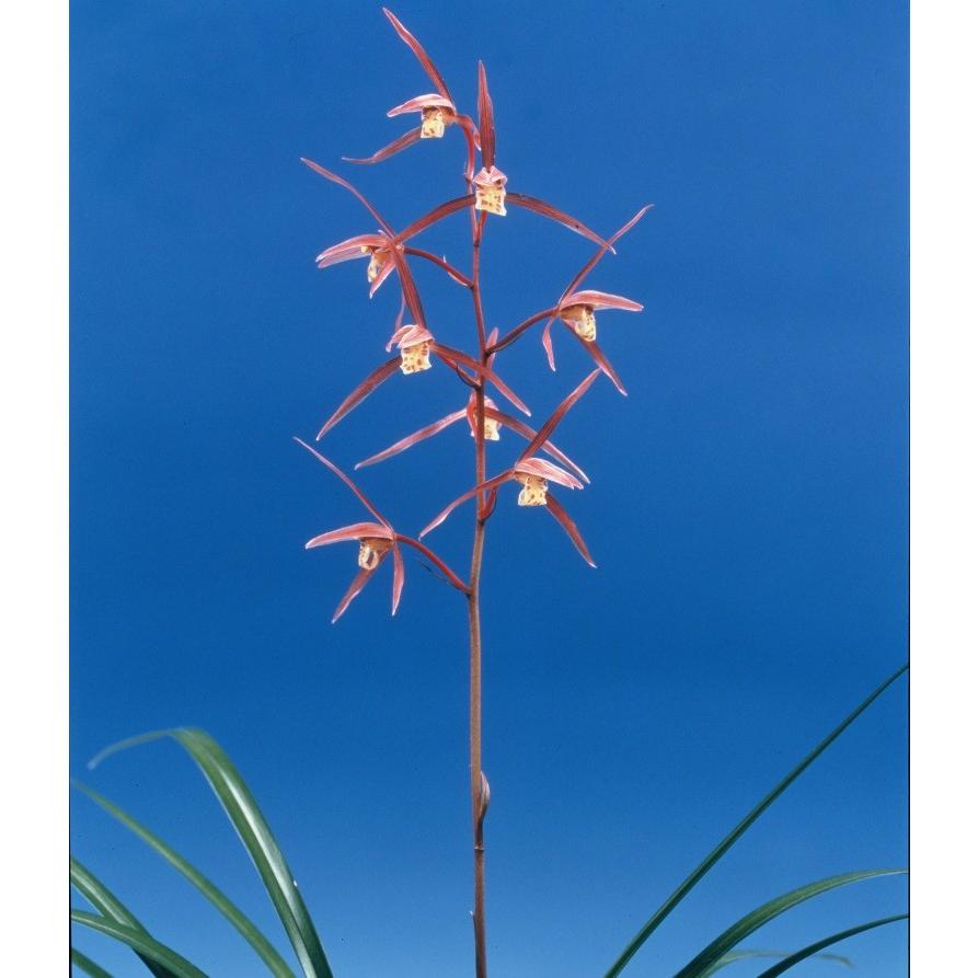 日本寒蘭】桃里（とうり）/ 花 蘭 東洋蘭 寒蘭 : ヨネヤマ - 通販