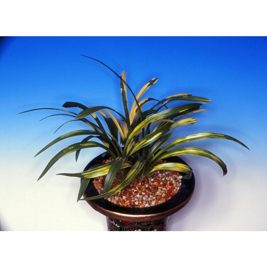 日本春蘭】守門山（すもんざん）/ 花 蘭 東洋蘭 春蘭 : ヨネヤマ