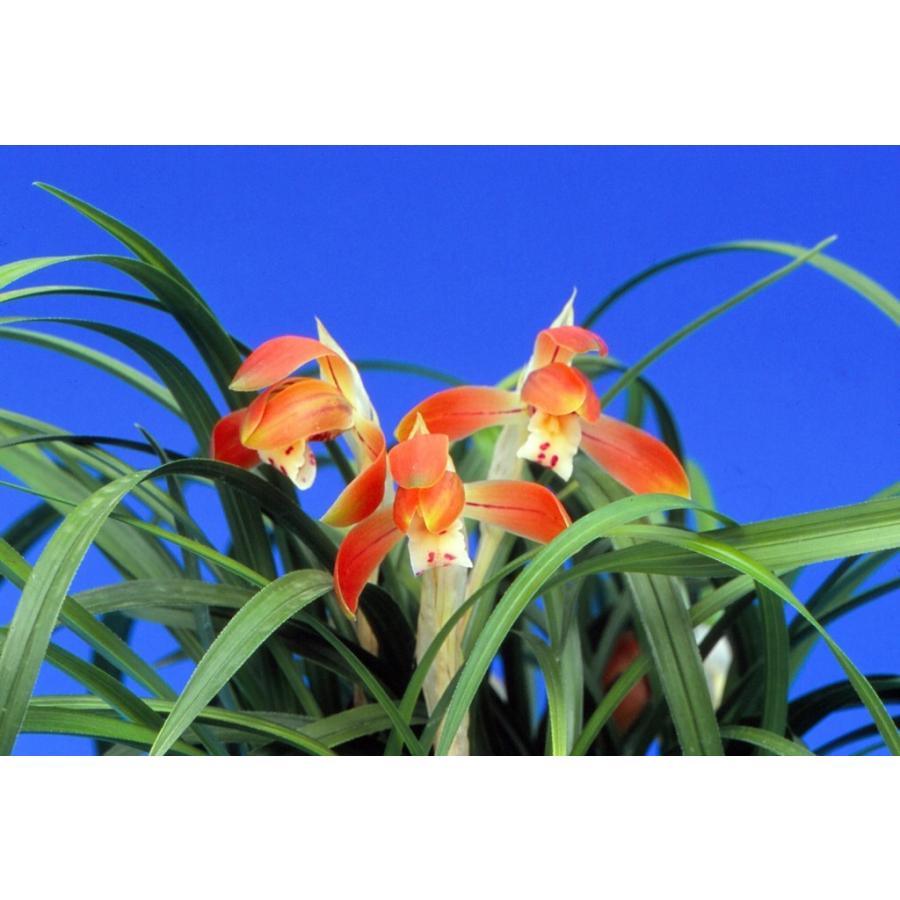 日本春蘭】天紅香（てんこうこう）/ 花 蘭 東洋蘭 春蘭 : ヨネヤマ