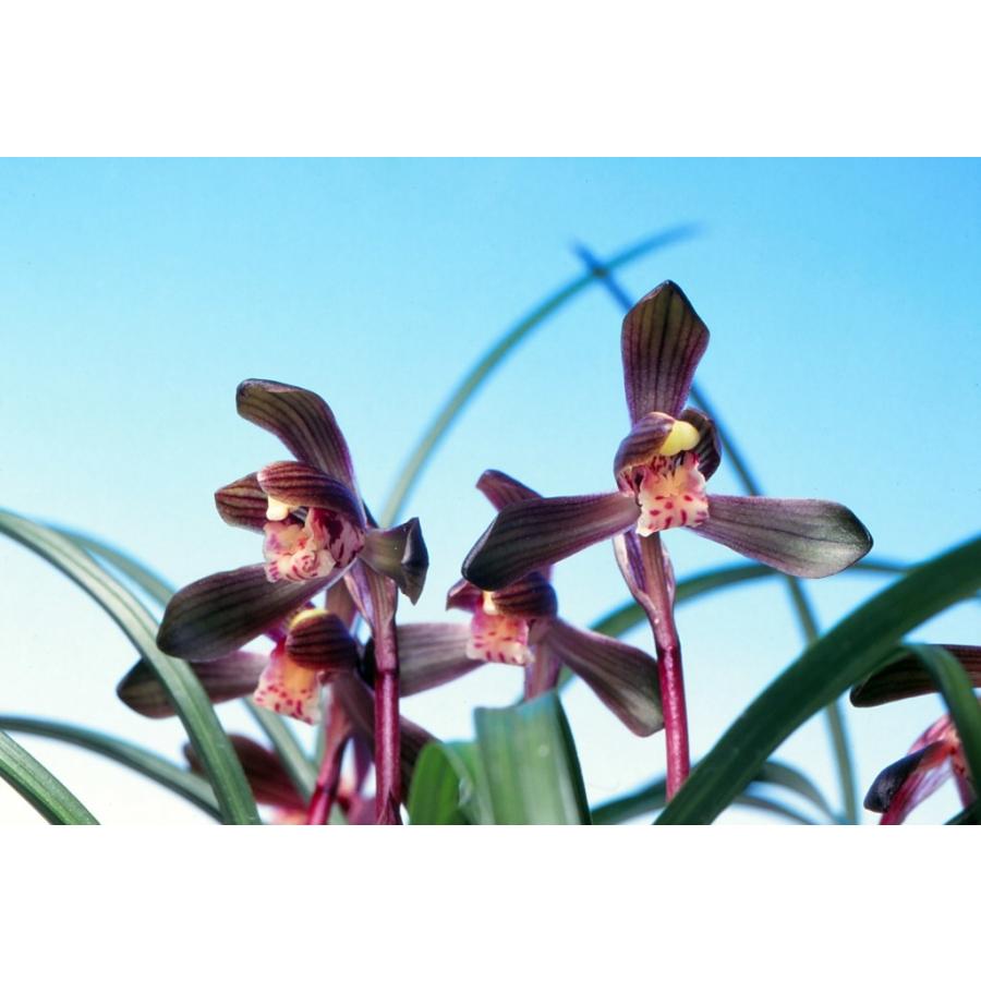 日本春蘭】天紫晃（てんしこう）/ 花 蘭 東洋蘭 春蘭 : ヨネヤマ