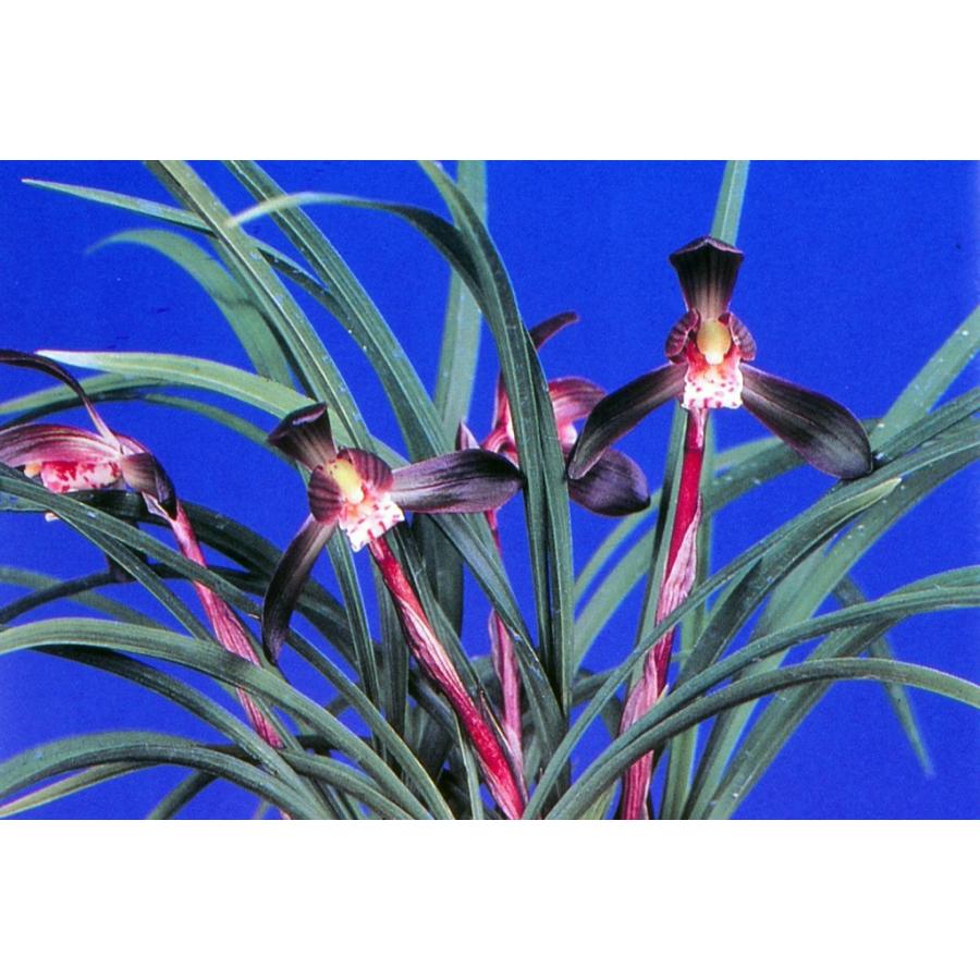 日本春蘭】天紫晃（てんしこう）/ 花 蘭 東洋蘭 春蘭 : ヨネヤマ