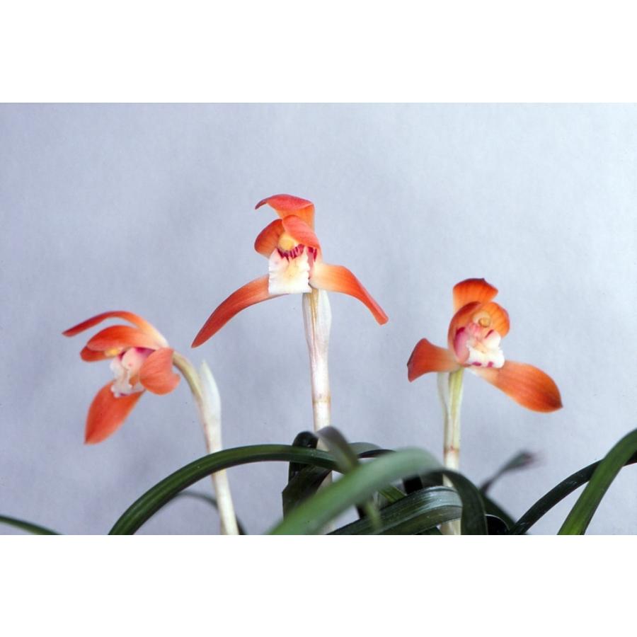 日本春蘭】天心（てんしん）/ 花 蘭 東洋蘭 春蘭 : ヨネヤマ