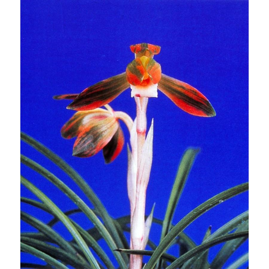 日本春蘭】桃山錦（ももやまにしき）/ 花 蘭 東洋蘭 春蘭 : ヨネヤマ