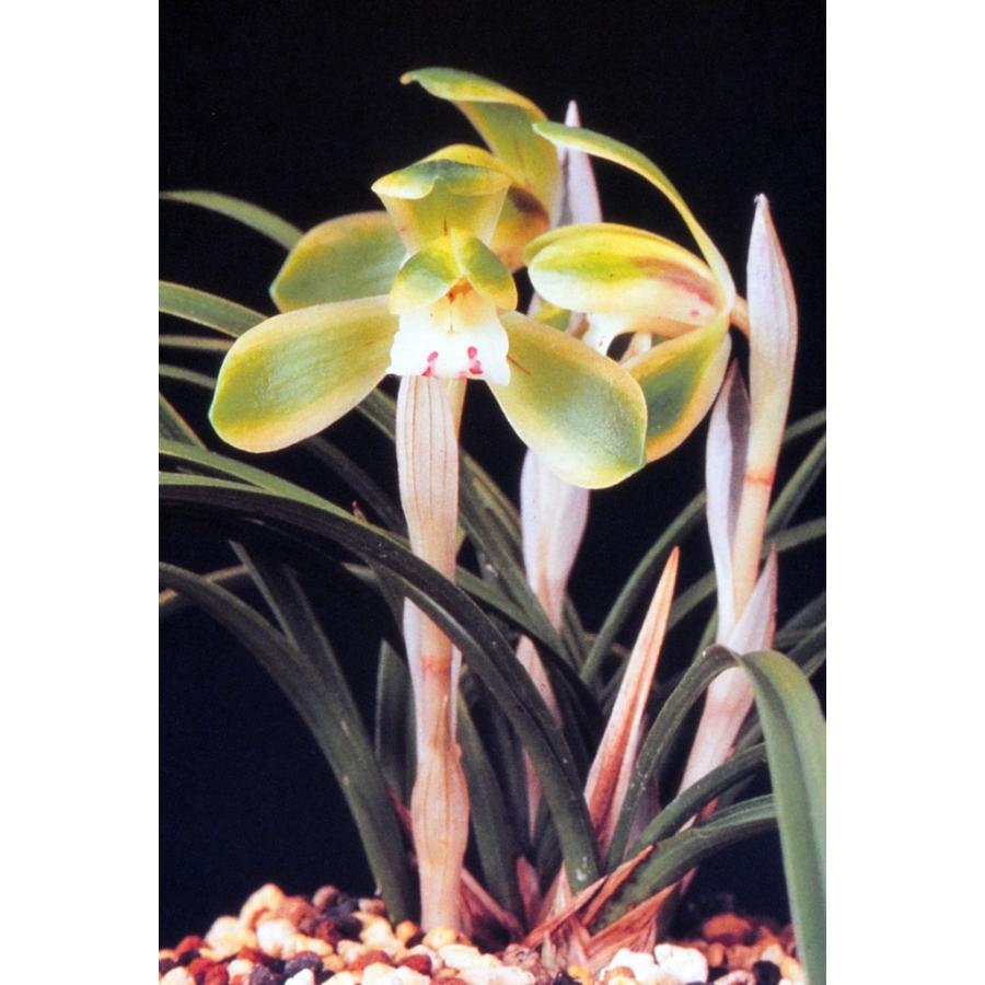 日本春蘭】山の端（やまのは）/ 花 蘭 東洋蘭 春蘭 : ヨネヤマ - 通販