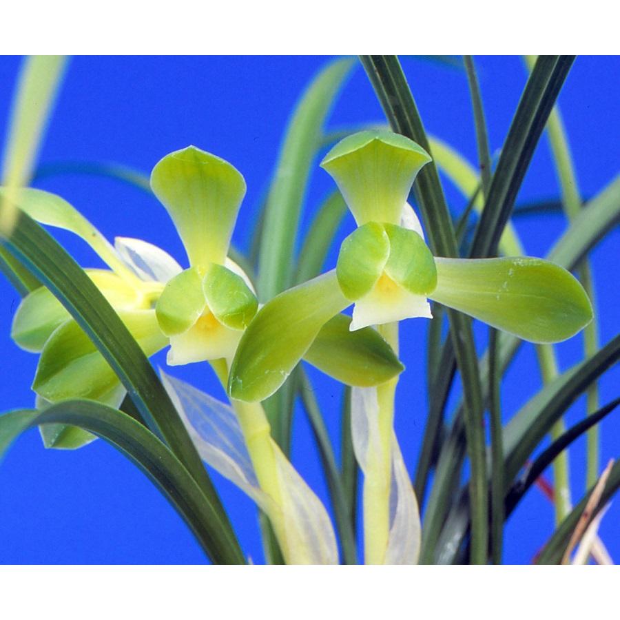 日本春蘭】翠苑（すいえん）/ 花 蘭 東洋蘭 春蘭 : ヨネヤマ - 通販