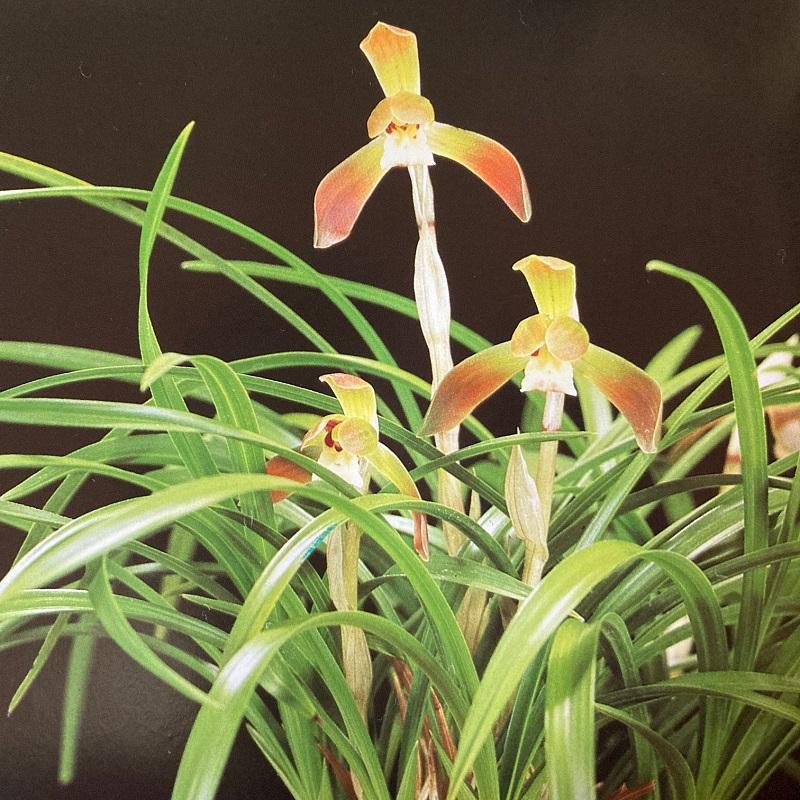 日本春蘭・韓国春蘭・中国春蘭・「芙蓉」