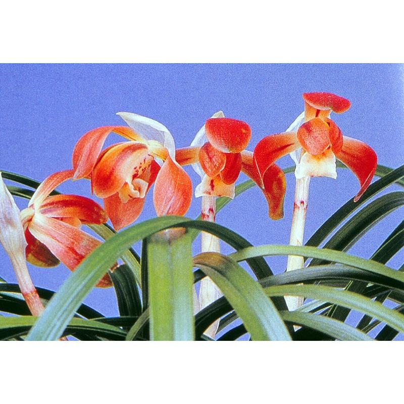 日本春蘭】万寿（まんじゅ）/ 花 蘭 東洋蘭 春蘭 : ヨネヤマ - 通販