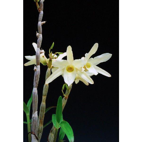 最初の 柔らかな質感の 石斛花物 セッコク 黄衣 きごろも 3〜4条 flaregun.io flaregun.io