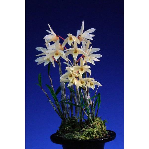 396円 13周年記念イベントが 石斛花物 セッコク 野村 のむら 5 6条