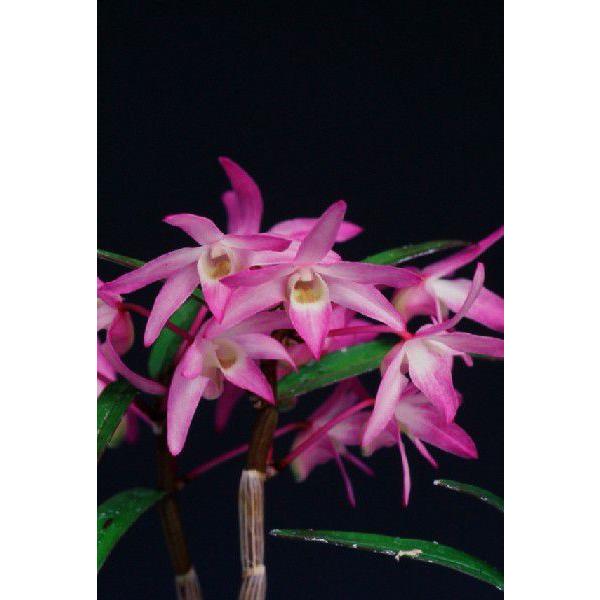 最大74 オフ 石斛花物 セッコク 紅雀 べにすずめ 5 6条