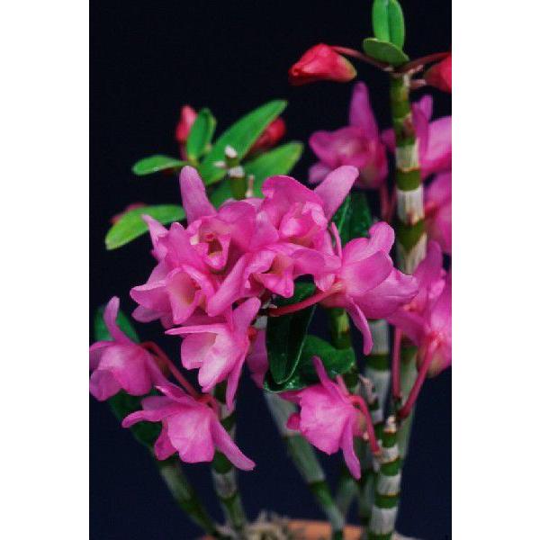 【石斛花物（セッコク）】 紅牡丹（べにぼたん）/3〜4条（Yahoo!・ヨネヤマ）