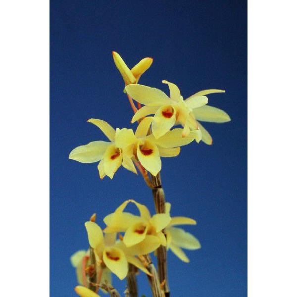 石斛花物 セッコク 八代 やしろ 激安正規品 5 6条