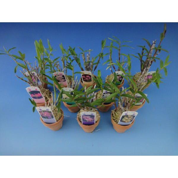 石斛花物（セッコク）】 おまかせ12種セット : ヨネヤマ - 通販