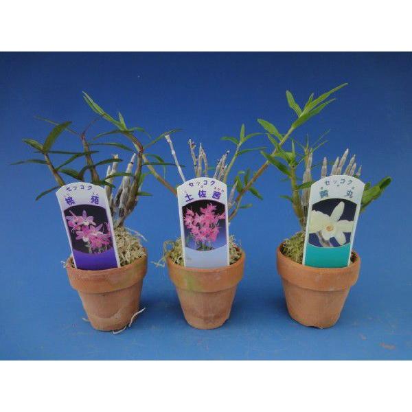 【石斛花物（セッコク）】 おまかせ12種セット