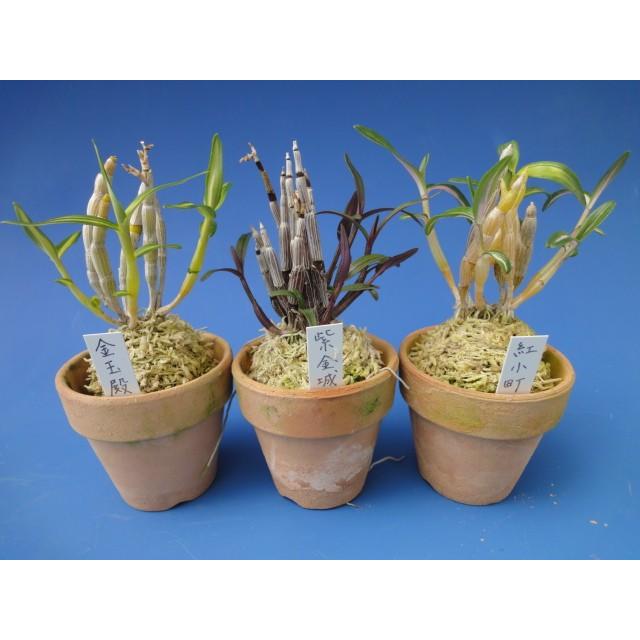 青銅 ラン鉢 3鉢セット(バラ売り可) 青銅 ラン鉢 3鉢セット(バラ売り可)