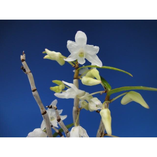 石斛花物（セッコク）】 白花5種セット : ヨネヤマ - 通販 - Yahoo