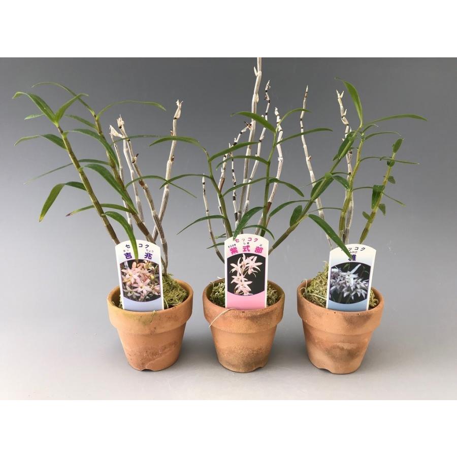 石斛花物（セッコク）】 覆輪花3種セット : ヨネヤマ - 通販 - Yahoo