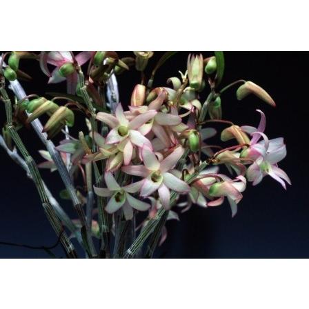 石斛花物（セッコク）】 覆輪花3種セット : ヨネヤマ - 通販 - Yahoo