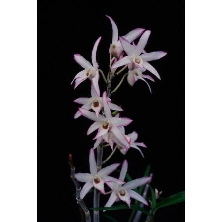 石斛花物（セッコク）】 覆輪花3種セット : ヨネヤマ - 通販 - Yahoo