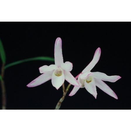 石斛花物（セッコク）】 覆輪花3種セット : ヨネヤマ - 通販