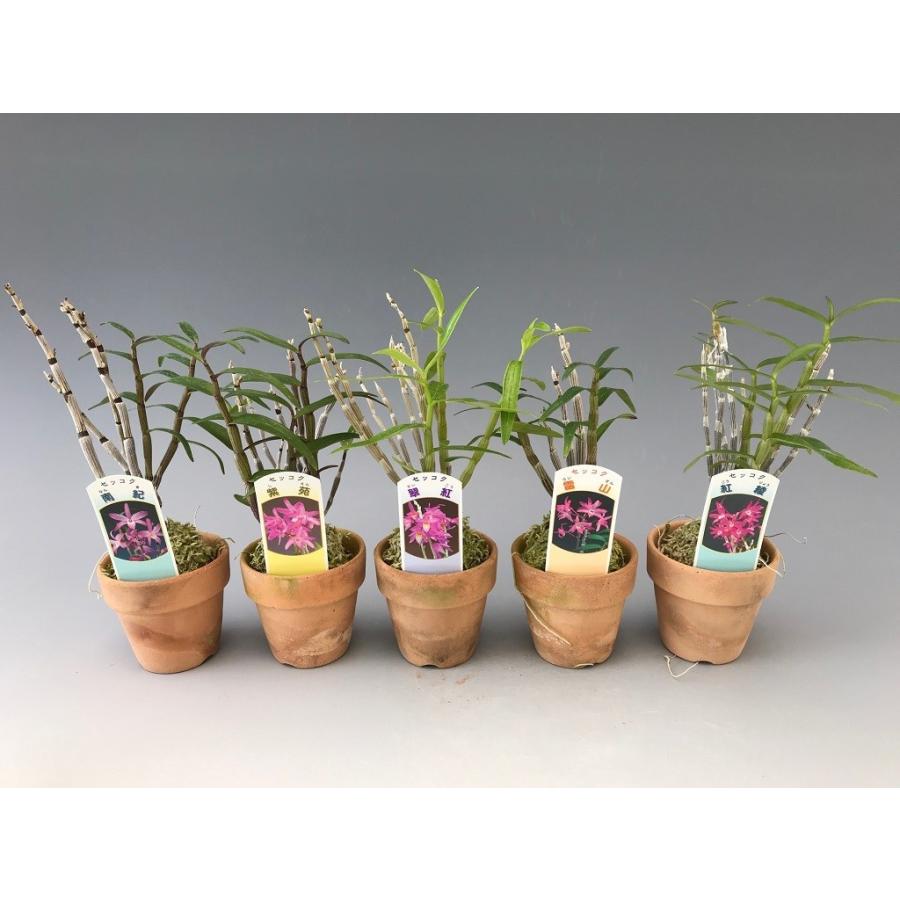 石斛花物（セッコク）】 赤花セット A : ヨネヤマ - 通販