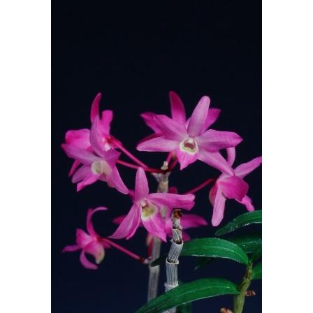 石斛花物（セッコク）】 赤花セット A : ヨネヤマ - 通販 - Yahoo
