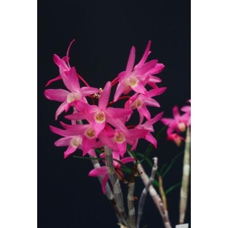 石斛花物（セッコク）】 赤花セット A : ヨネヤマ - 通販