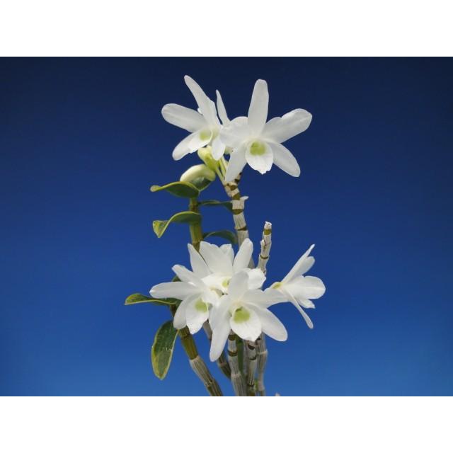 石斛花物（セッコク）】 紅一点花5種セット : ヨネヤマ - 通販